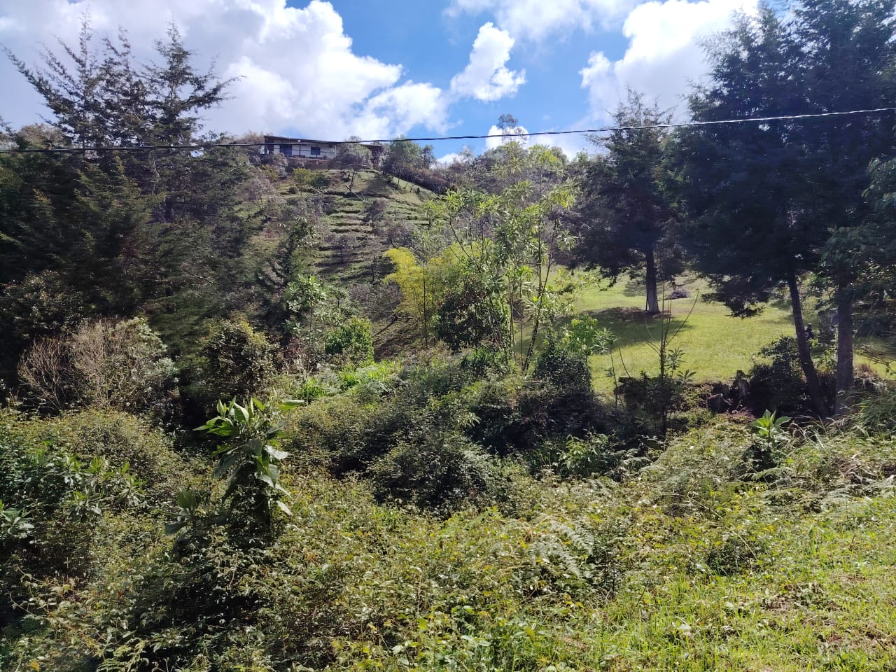Lote